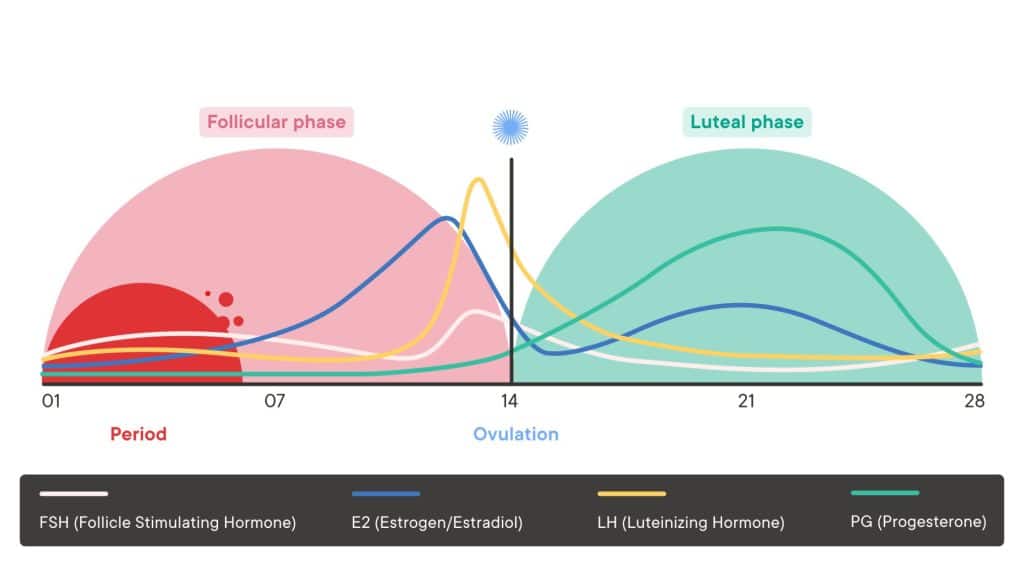 cycle syncing : A graph of menstrual cycle phases and hormones