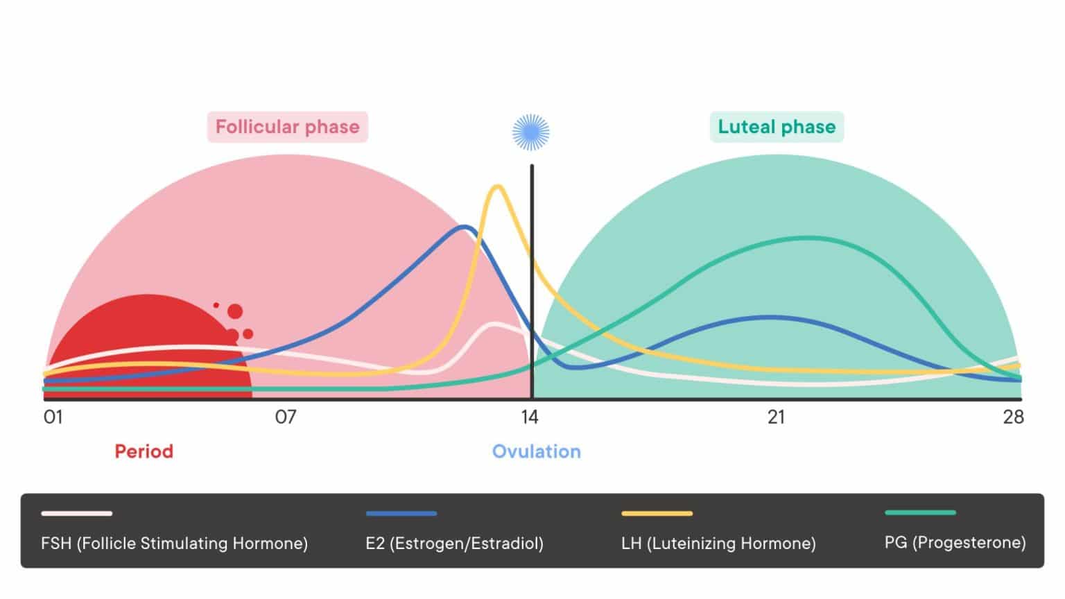 The Science Behind Cycle Syncing: Everything you need to know — Jenn ...